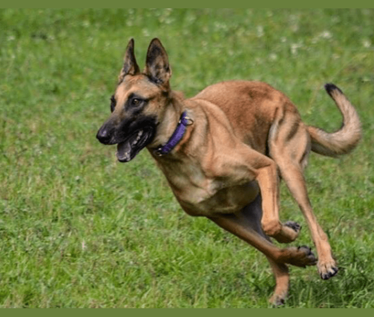 Coco, a Belgian Malinois and Dutch Shepherd mix tested with EmbarkVet.com