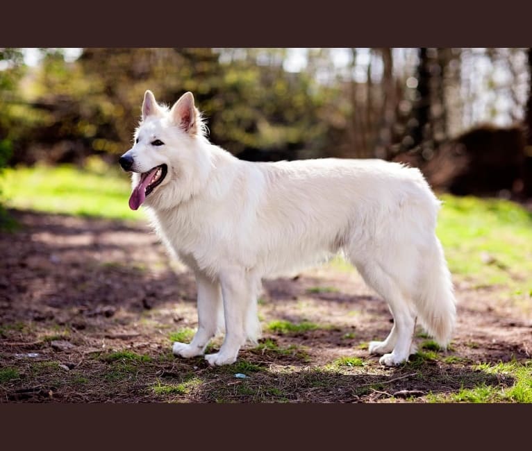 Photo of Solomon, a German Shepherd Dog  in Belgium