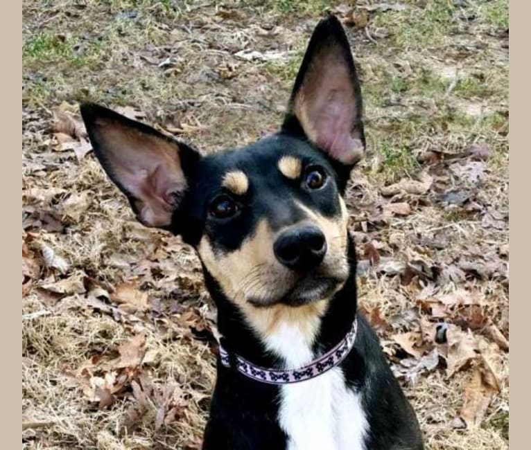 mountain cur rat terrier mix