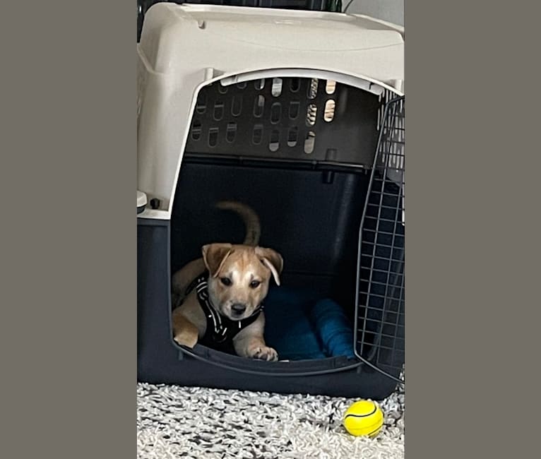 Photo of Murphy, an American Pit Bull Terrier, Siberian Husky, German Shepherd Dog, and Mixed mix in Liberty Hill, Texas, USA