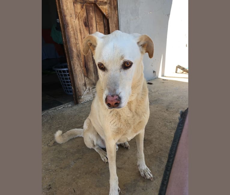 Milo, a Northern East African Village Dog and German Shepherd Dog mix tested with EmbarkVet.com