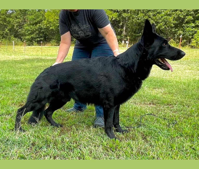 Rambo, a German Shepherd Dog tested with EmbarkVet.com