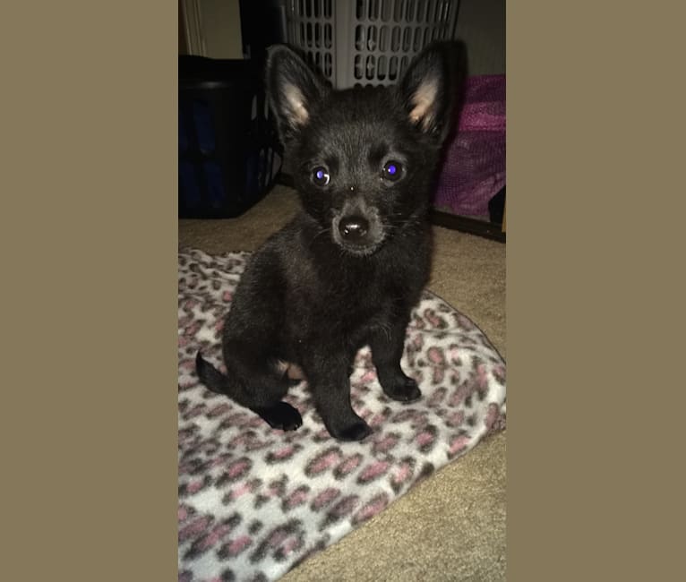 Roman, a Schipperke and Pomeranian mix tested with EmbarkVet.com