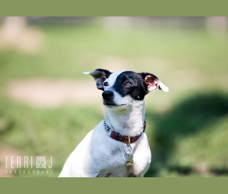 Coco, a Chihuahua and Russell-type Terrier mix tested with EmbarkVet.com