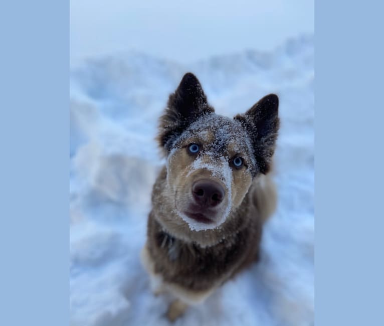 Hunter, a Siberian Husky and German Shepherd Dog mix tested with EmbarkVet.com