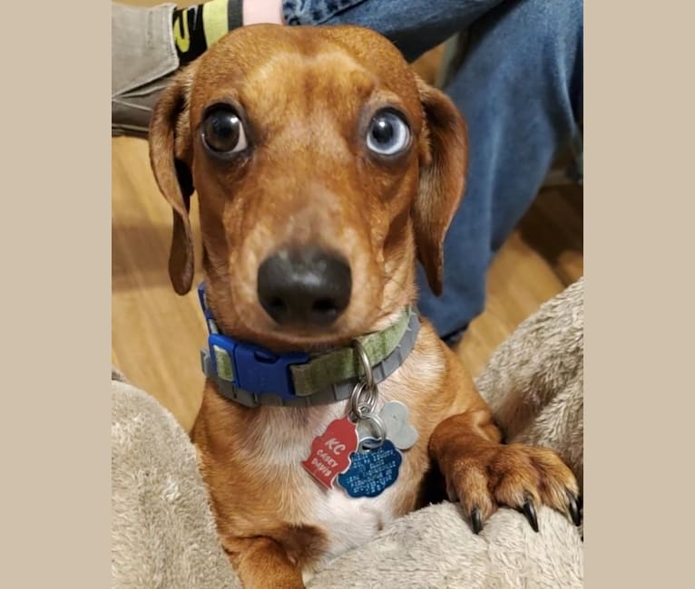 Casey, a Dachshund tested with EmbarkVet.com