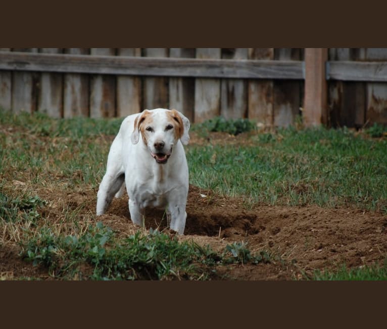 Sue, a Llewellin Setter and Brittany mix tested with EmbarkVet.com