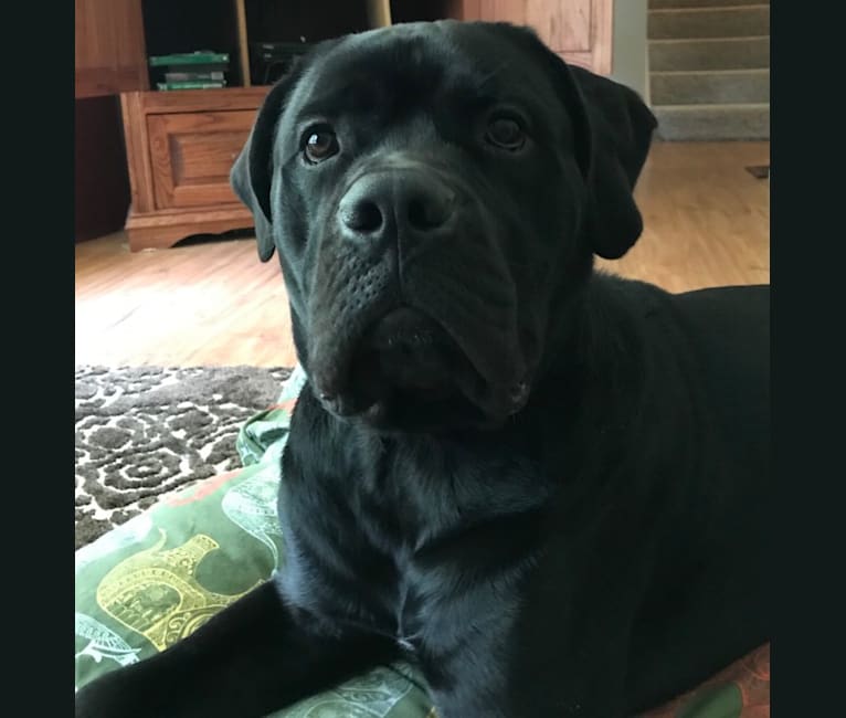 Max, a Bullmastiff and Newfoundland mix tested with EmbarkVet.com