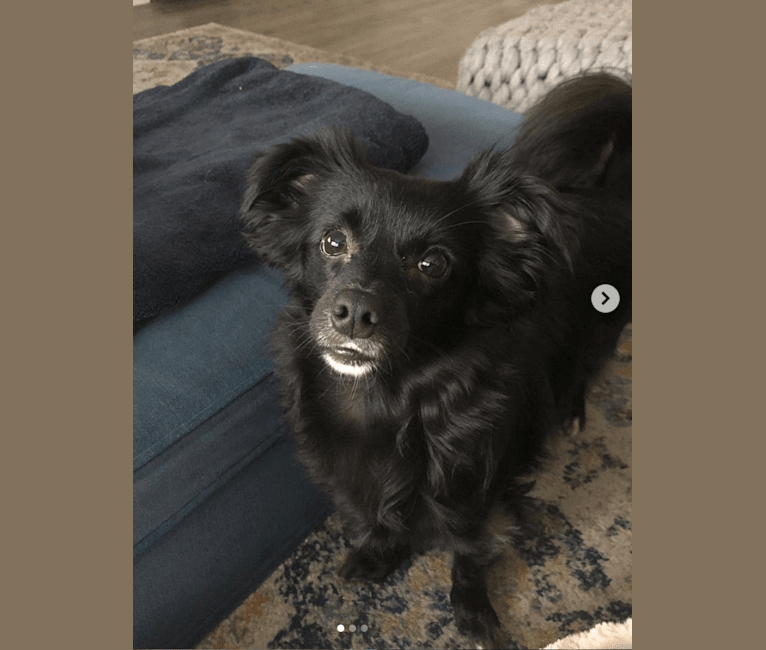 Clementine, a Chihuahua and Pomeranian mix tested with EmbarkVet.com
