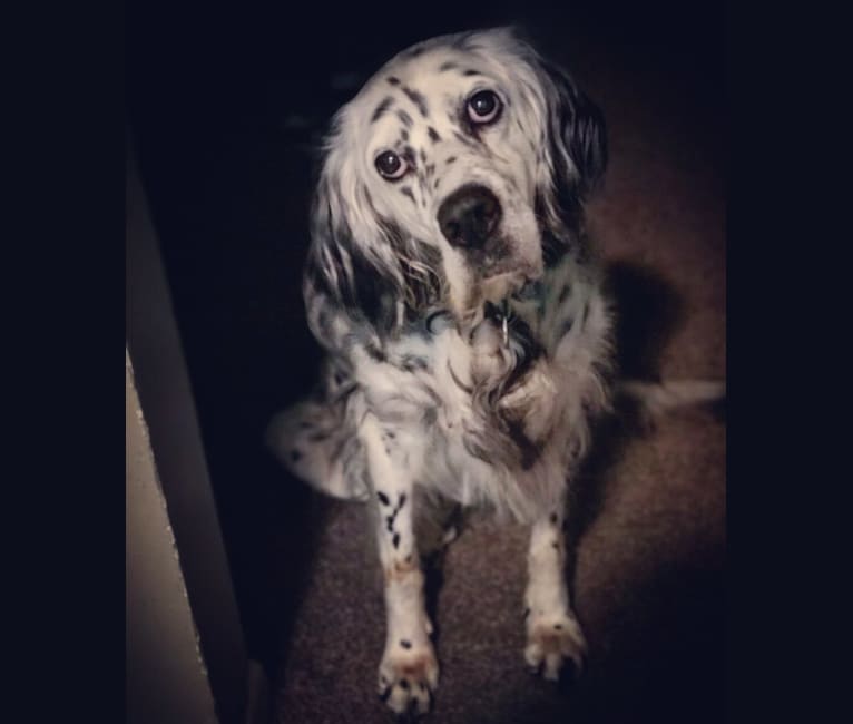 Velma, an English Setter (27.4% unresolved) tested with EmbarkVet.com