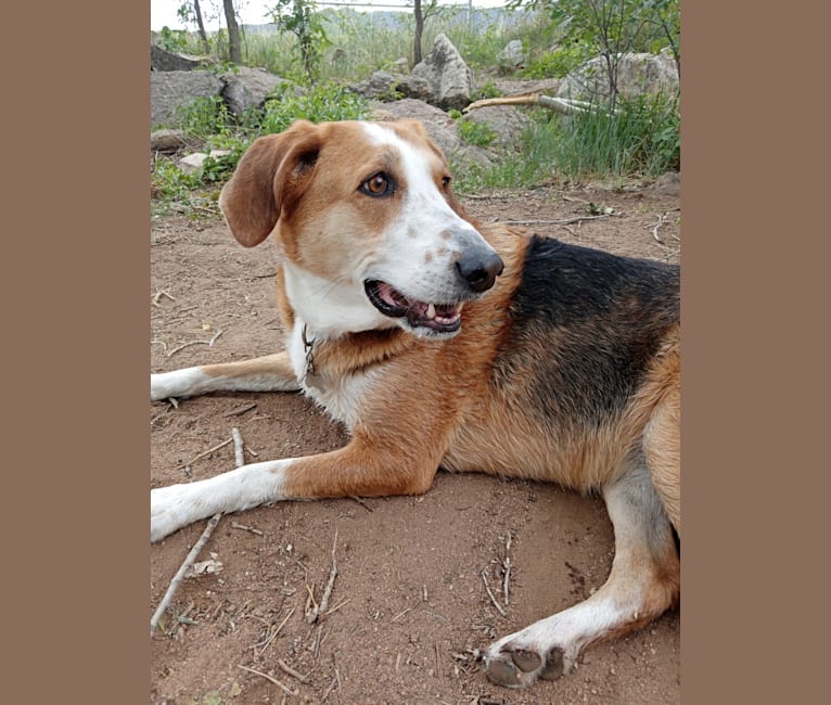 German shepherd sale foxhound mix