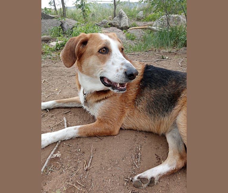 american foxhound german shepherd mix puppy