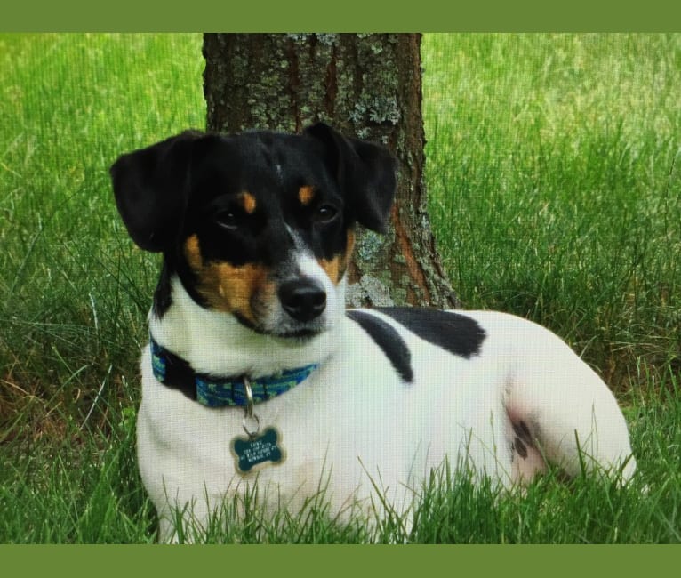 LUKE, a Russell-type Terrier tested with EmbarkVet.com