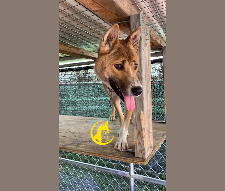 The Wizard’s Toa Jean, a New Guinea Singing Dog tested with EmbarkVet.com
