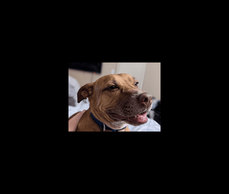 Keva, an American Pit Bull Terrier and American Staffordshire Terrier mix tested with EmbarkVet.com