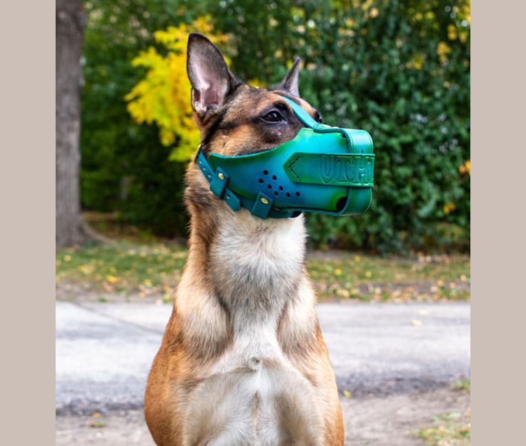 Photo of Uther, a Belgian Shepherd  in Chicago, IL, USA