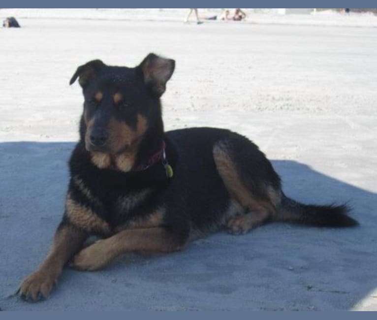 Southern, a Rottweiler and German Shepherd Dog mix tested with EmbarkVet.com