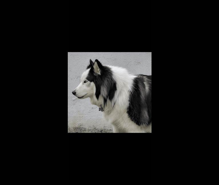 Deogee, a Siberian Husky and Samoyed mix tested with EmbarkVet.com