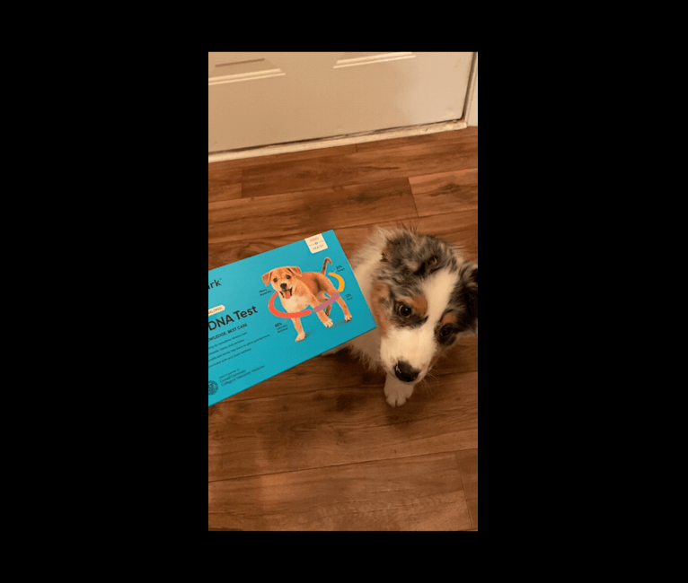 Bailie (Skyecoves Boss Dog is Out Of This World), an Australian Shepherd Group tested with EmbarkVet.com