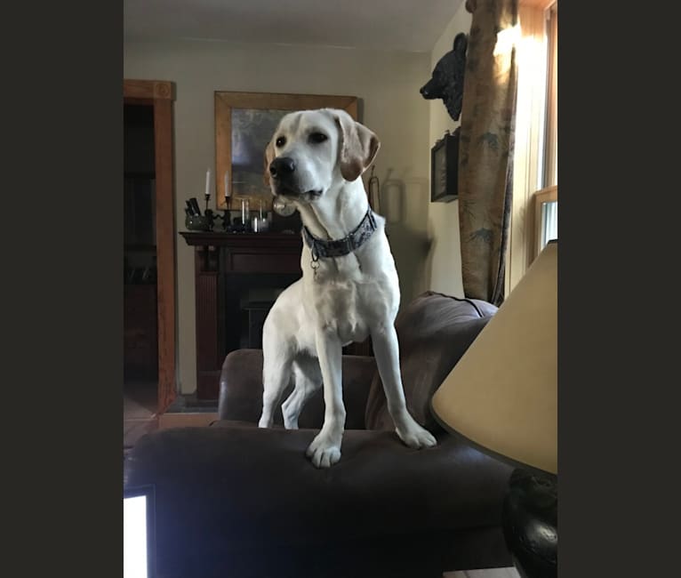 Dexter, a Labrador Retriever tested with EmbarkVet.com