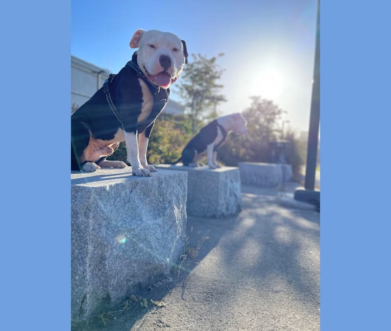 Photo of PANDA LEWIS CANNADY, an American Bully, American Pit Bull Terrier, and American Staffordshire Terrier mix in Stockton, CA, USA