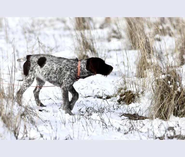 Sadie, a German Wirehaired Pointer tested with EmbarkVet.com