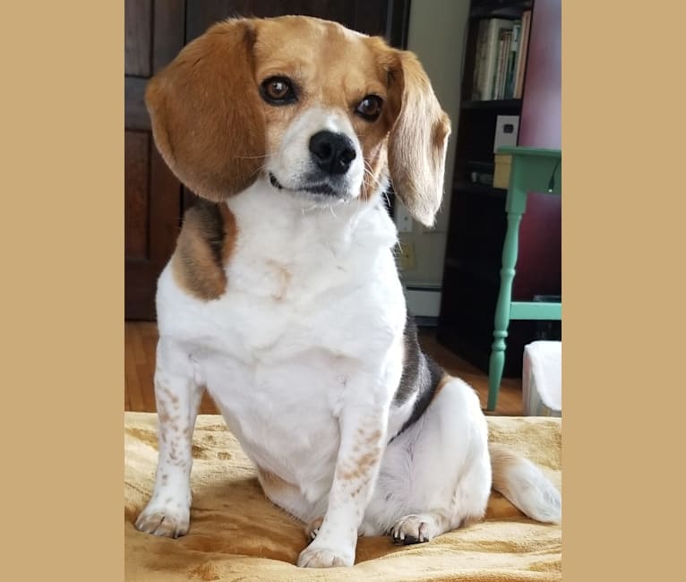 Libby, a Beagle tested with EmbarkVet.com