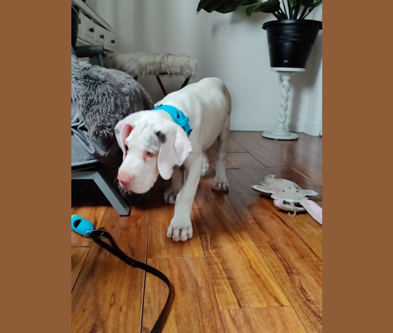 Urso, a Great Dane tested with EmbarkVet.com