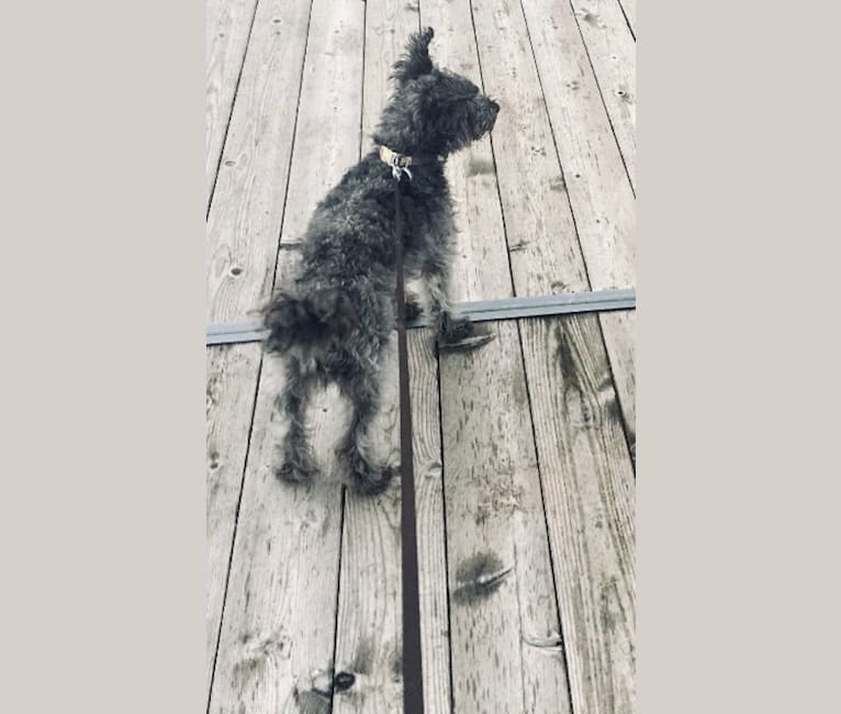 Photo of Vincent ("Vinnie") Bowman Erbach, a Poodle (Small), Boston Terrier, and Mixed mix in Tennessee, USA