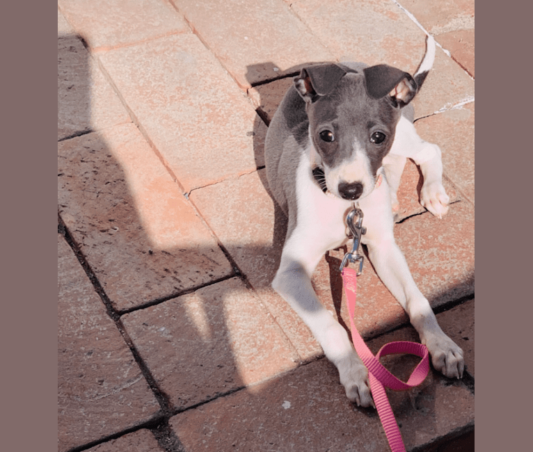 Photo of Henley, an Italian Greyhound  in Bakersfield, California, USA