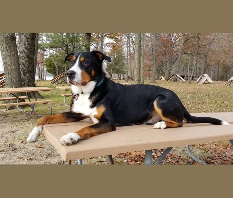 Hudson, a Bernese Mountain Dog and Greater Swiss Mountain Dog mix tested with EmbarkVet.com