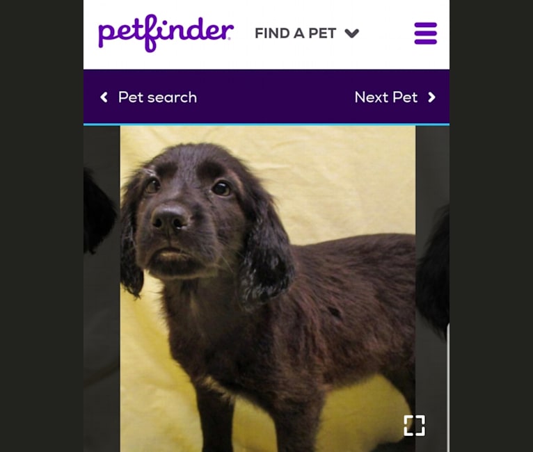 Embark Dog DNA Test Breed