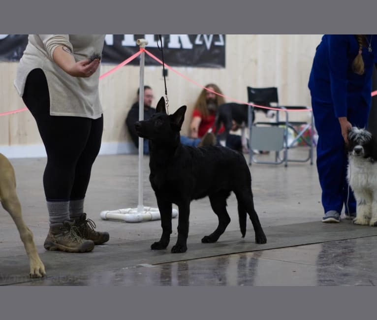 Cypress, a German Shepherd Dog tested with EmbarkVet.com