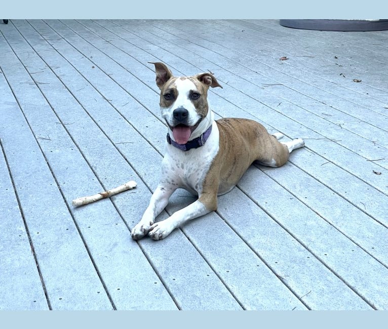 Lily, an American Pit Bull Terrier and American Bully mix tested with EmbarkVet.com