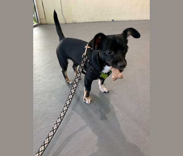 Digby, a Chihuahua and Russell-type Terrier mix tested with EmbarkVet.com