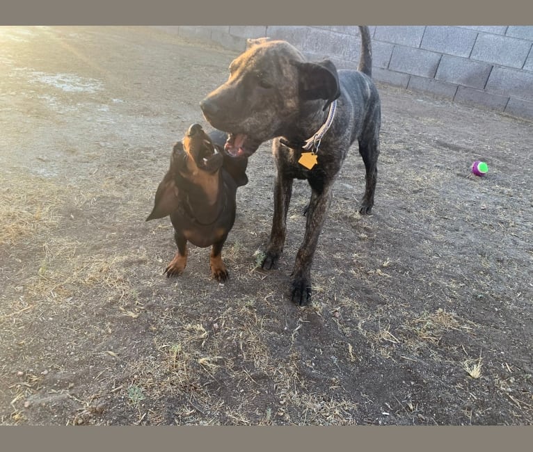 Photo of Zeke, a Siberian Husky, American Pit Bull Terrier, and Australian Shepherd mix in Willcox, AZ, USA
