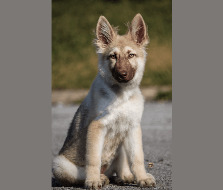Juvena, a German Shepherd Dog tested with EmbarkVet.com