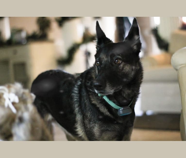 Photo of Myla, a German Shepherd Dog and Border Collie mix in Summerfield, Florida, USA