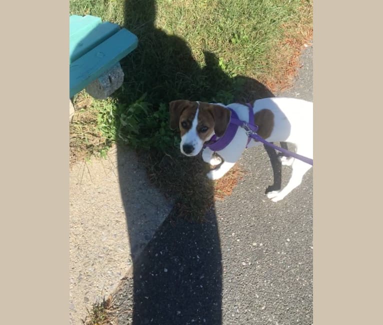 Photo of Sadie, a Beagle, Boston Terrier, Dachshund, and Mixed mix in Tennessee, USA