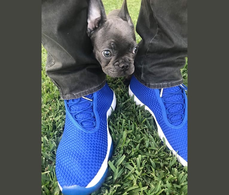 Blu, a French Bulldog tested with EmbarkVet.com