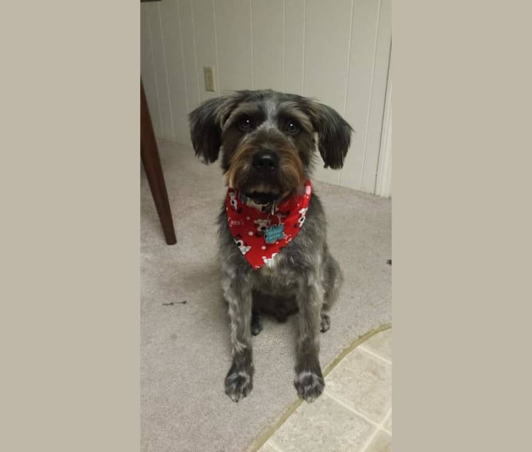 Photo of Odin, an American Pit Bull Terrier, Miniature Schnauzer, Rottweiler, Shih Tzu, and Mixed mix in Texas, USA