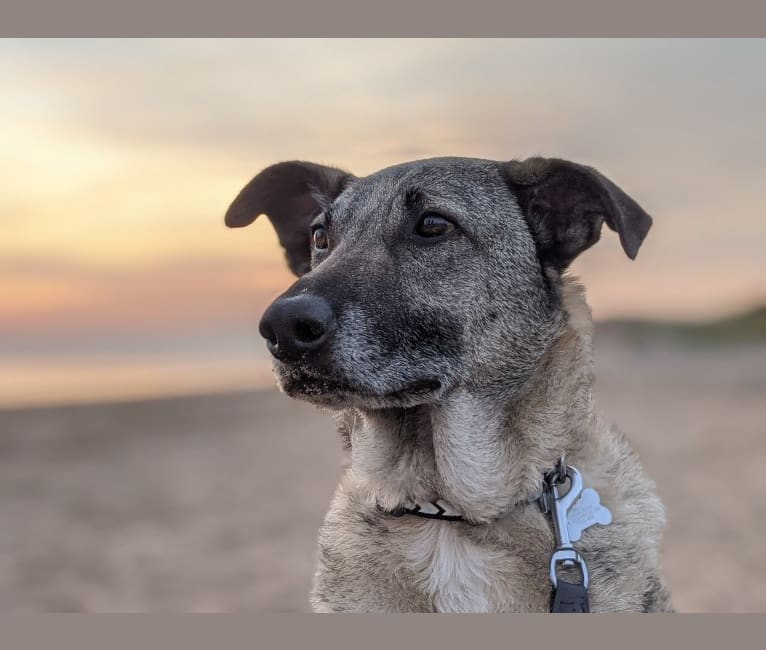 Teddy, an Eastern European Village Dog tested with EmbarkVet.com