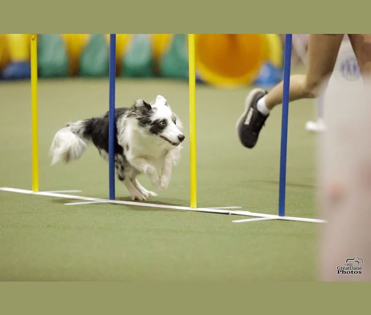 Joey, a Border Collie tested with EmbarkVet.com