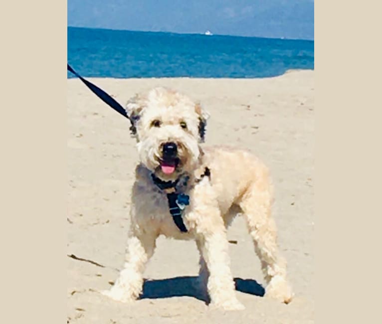 Wazzy, a Soft Coated Wheaten Terrier tested with EmbarkVet.com