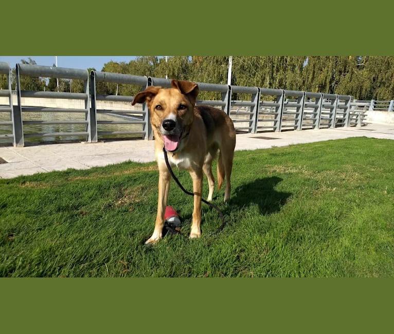 Nikita, a German Shepherd Dog and Siberian Husky mix tested with EmbarkVet.com
