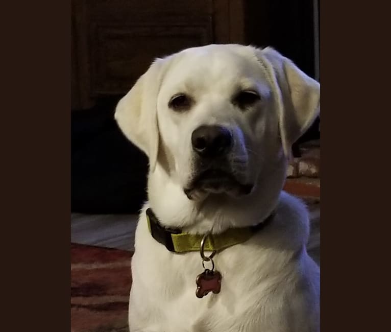 Zoe, a Labrador Retriever tested with EmbarkVet.com