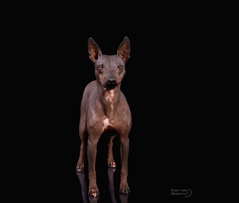 Photo of Siren, an American Hairless Terrier 