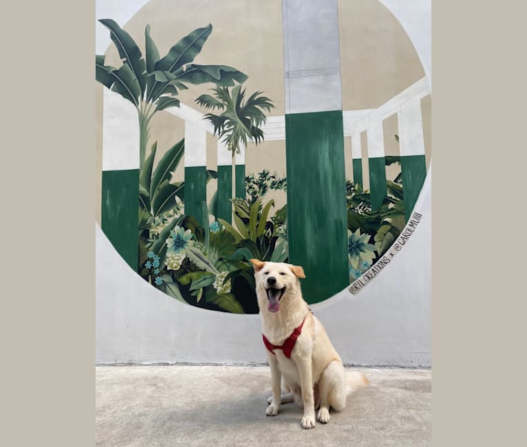 Photo of Gum Juu, a Hong Kong Village Dog  in Kowloon, Hong Kong