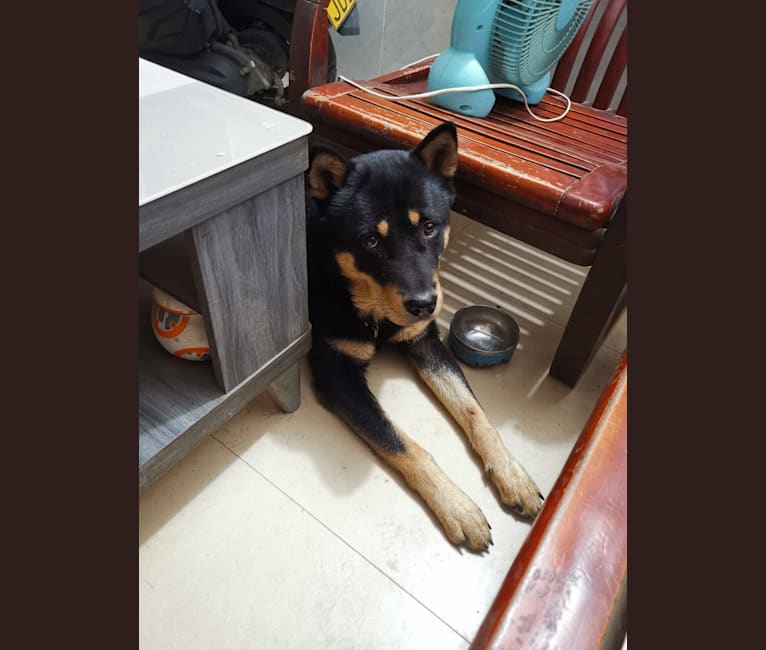 铁仔, a Vietnamese Village Dog tested with EmbarkVet.com