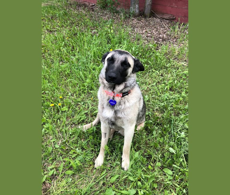 Morris, an Akita and Bichon Frise mix tested with EmbarkVet.com